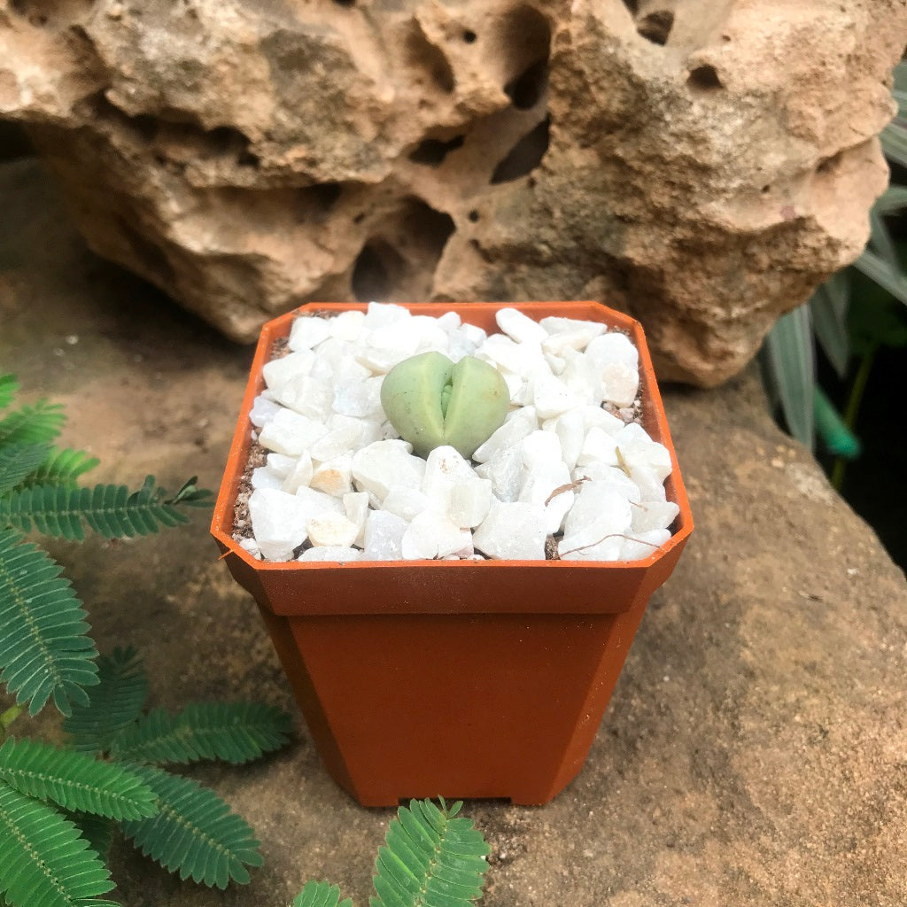  Dinteranthus Microspermus Succulent Plant