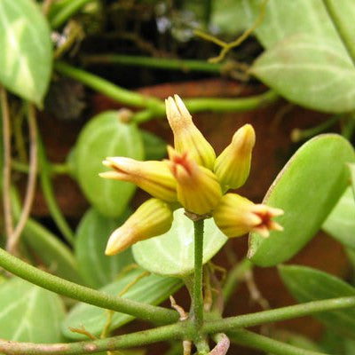  Dischidia Watermelon Plant