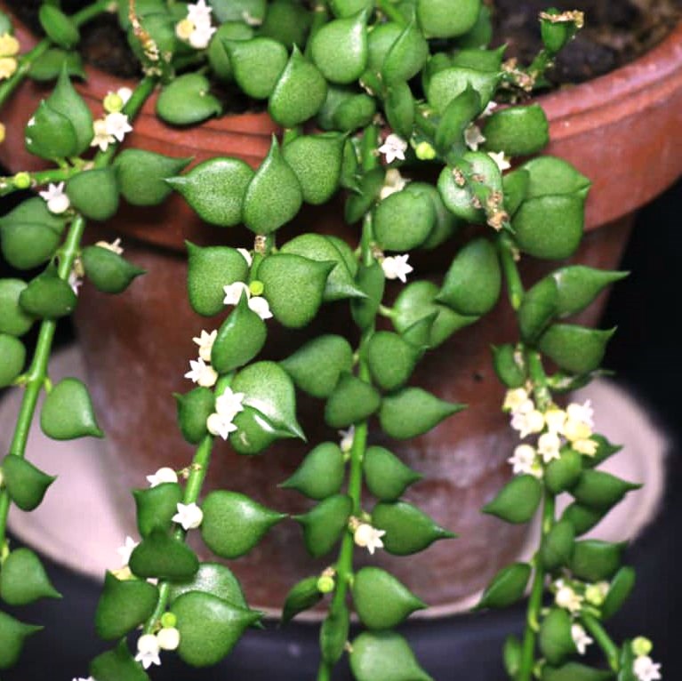  Dischidia Ruscifolia Million Hearts Plant