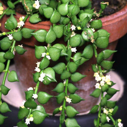  Dischidia Ruscifolia Million Hearts Plant