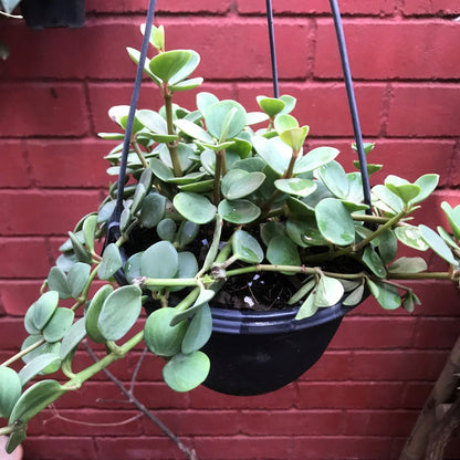  Dischidia Oiantha Geri Plant