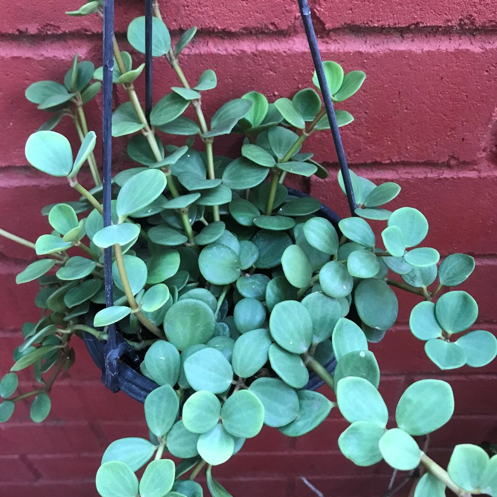  Dischidia Oiantha Geri Plant
