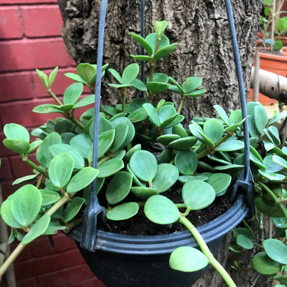  Dischidia Oiantha Geri Plant