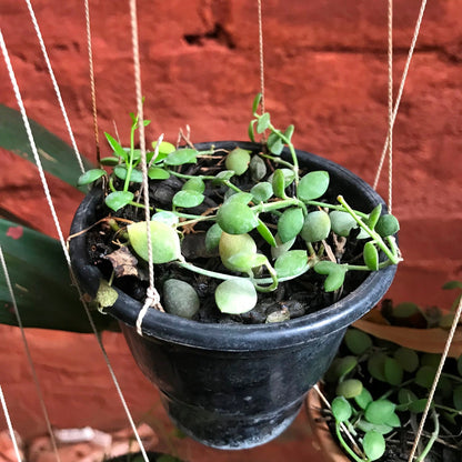  Dischidia Nummularia Plant