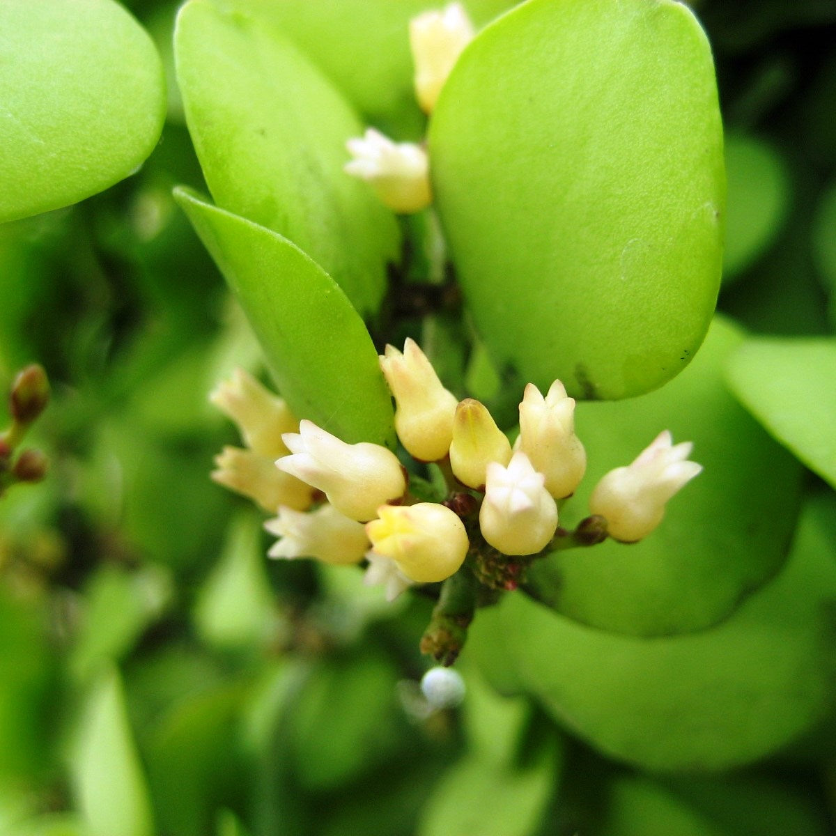  Dischidia Oiantha Geri Plant
