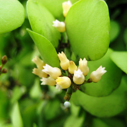  Dischidia Oiantha Geri Plant