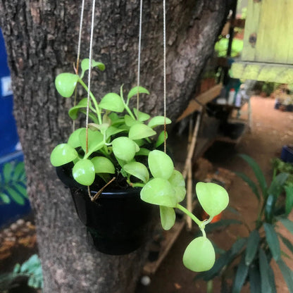  Dischidia Oiantha Geri Plant