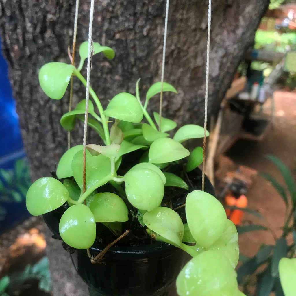  Dischidia Oiantha Geri Plant