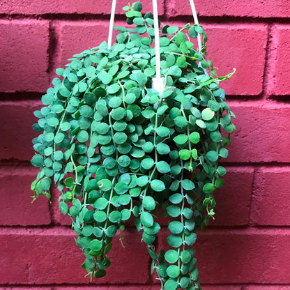  Dischidia Nummularia Plant