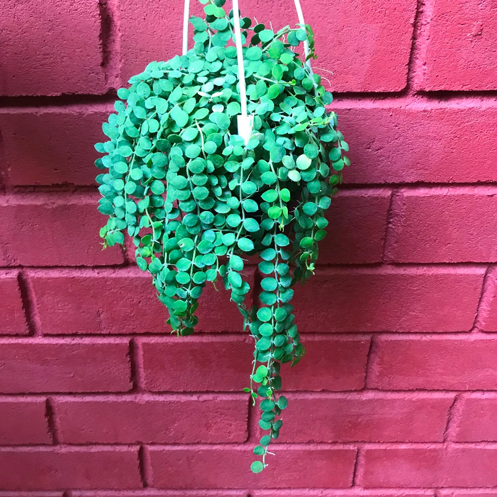  Dischidia Nummularia Plant