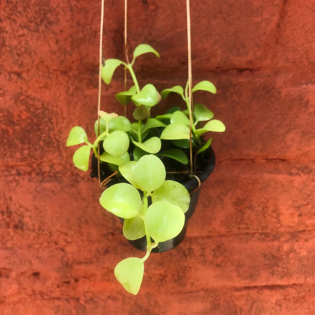  Dischidia Oiantha Geri Plant