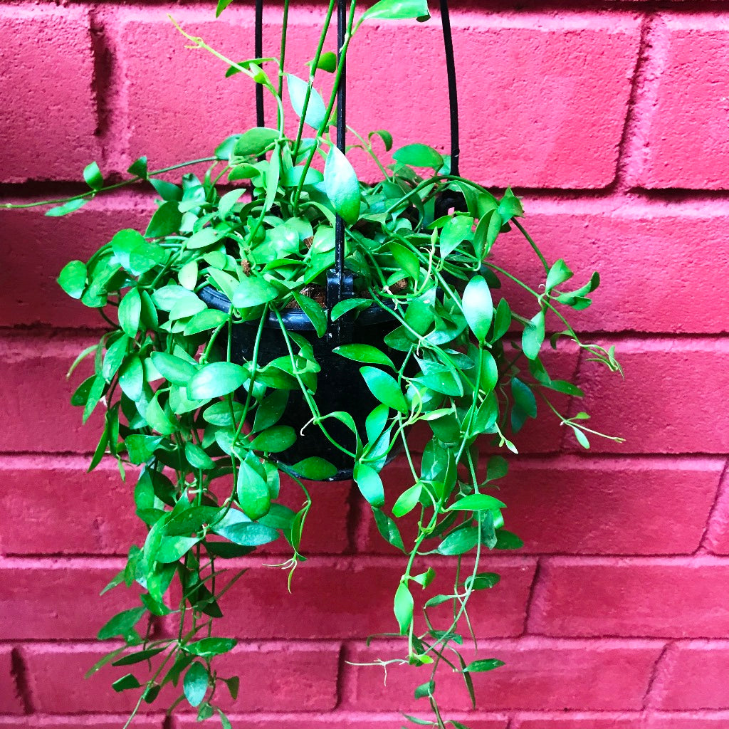  Dischidia Oiantha Green Plant