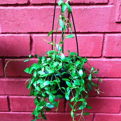  Dischidia Oiantha Green Plant