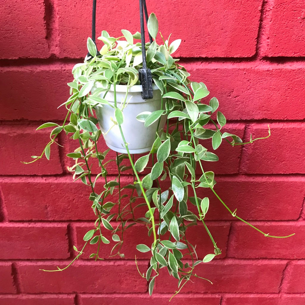  Dischidia Oiantha Variegata Plant