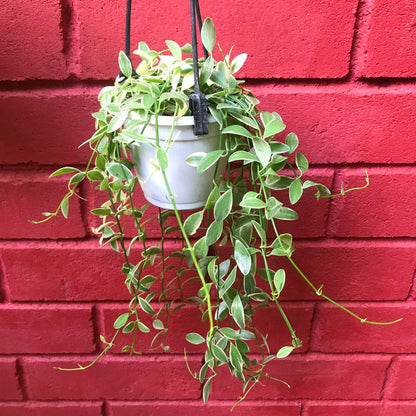  Dischidia Oiantha Variegata Plant