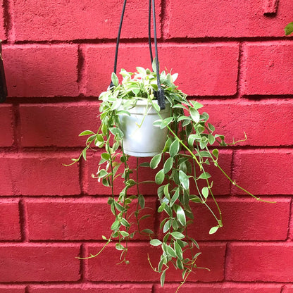  Dischidia Oiantha Variegata Plant