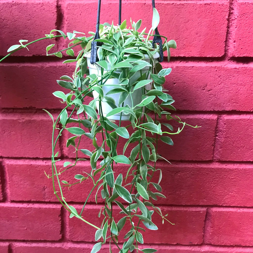  Dischidia Oiantha Variegata Plant