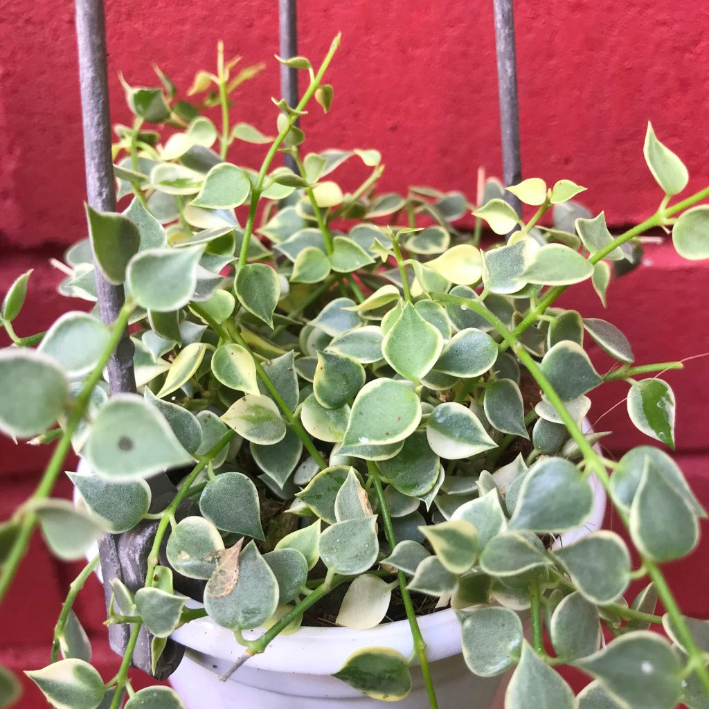  Dischidia Ruscifolia Million Hearts Variegata Plant