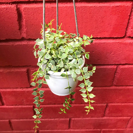  Dischidia Ruscifolia Million Hearts Variegata Plant