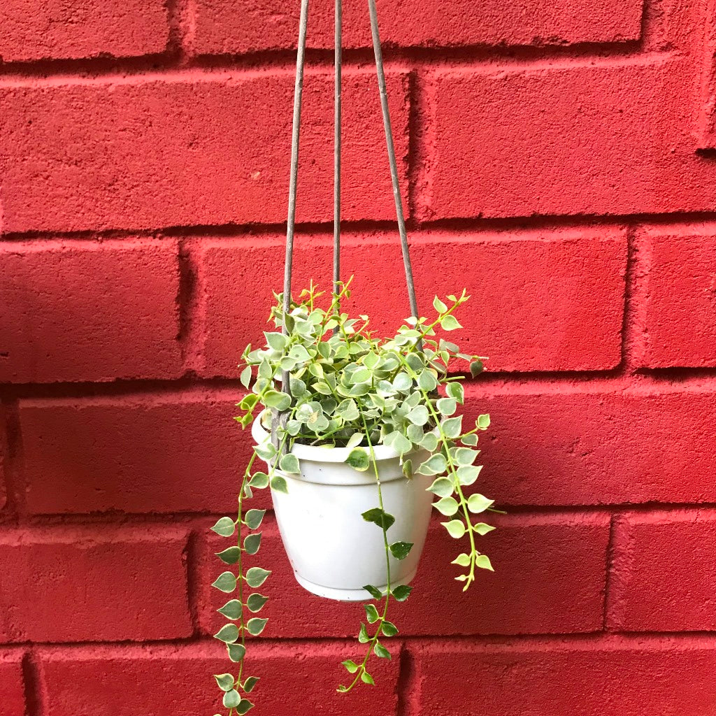  Dischidia Ruscifolia Million Hearts Variegata Plant