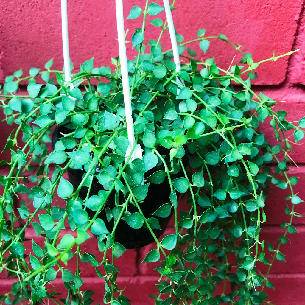  Dischidia Ruscifolia Million Hearts Plant