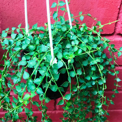  Dischidia Ruscifolia Million Hearts Plant