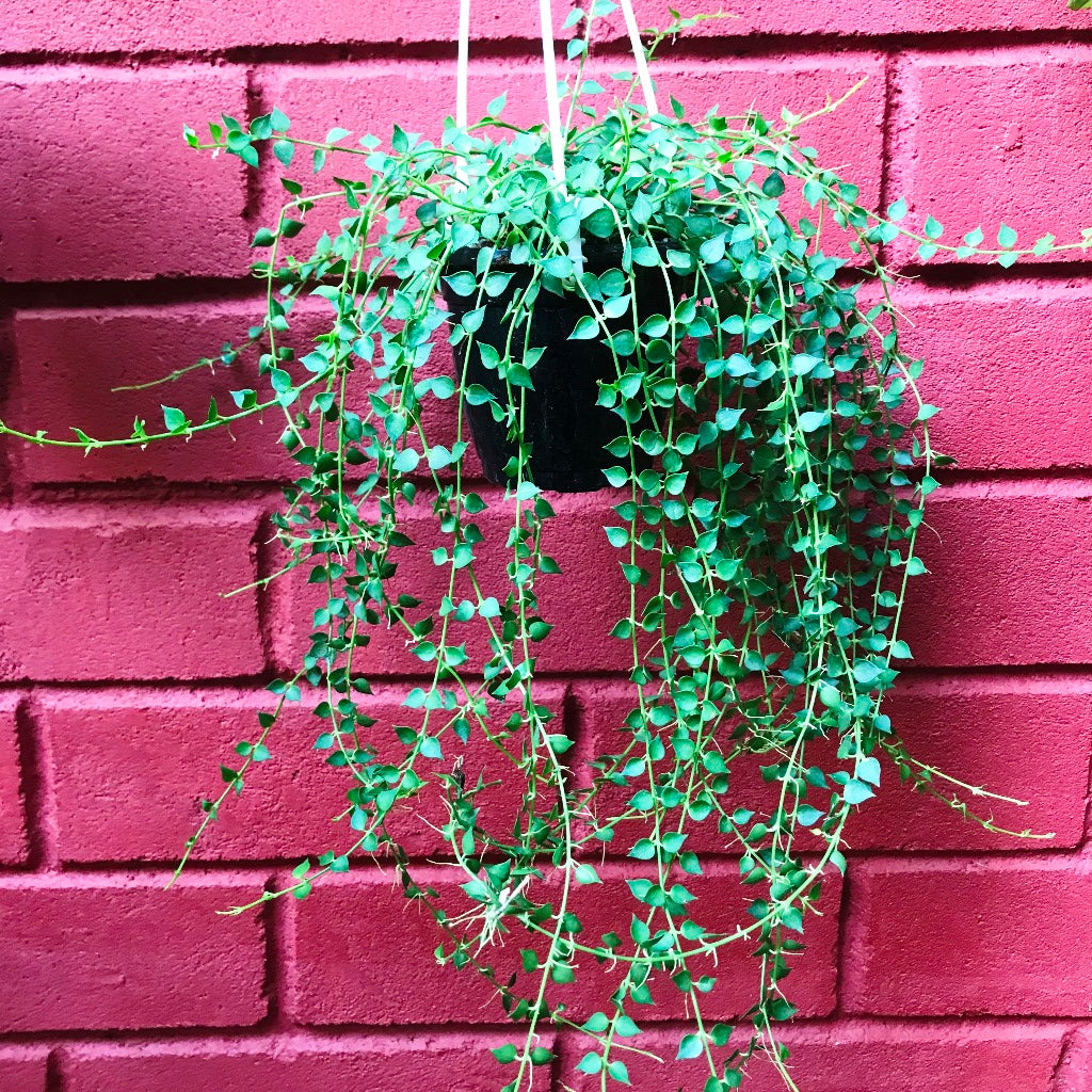  Dischidia Ruscifolia Million Hearts Plant
