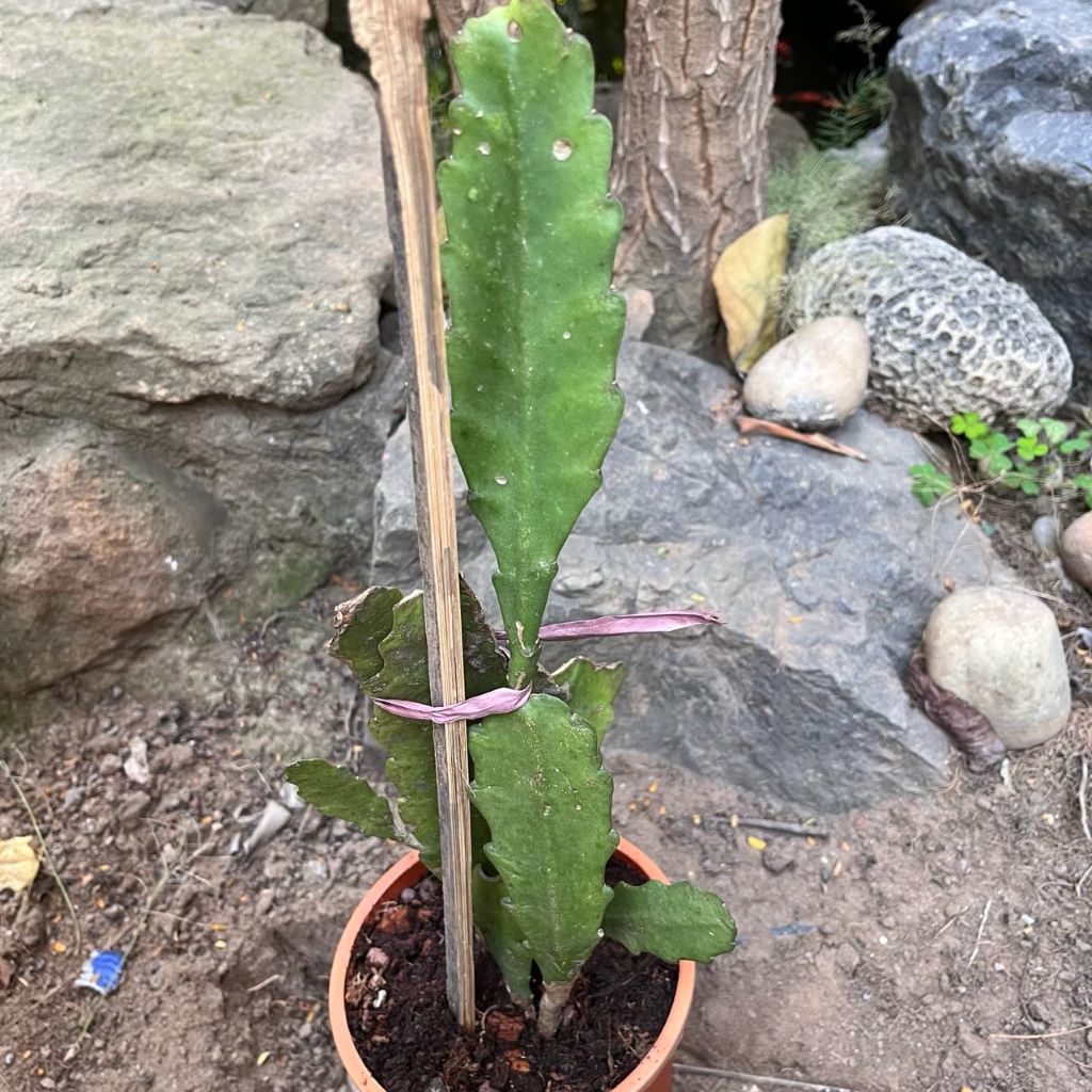 Disocactus Phyllanthoides German Empress Cactus Plant
