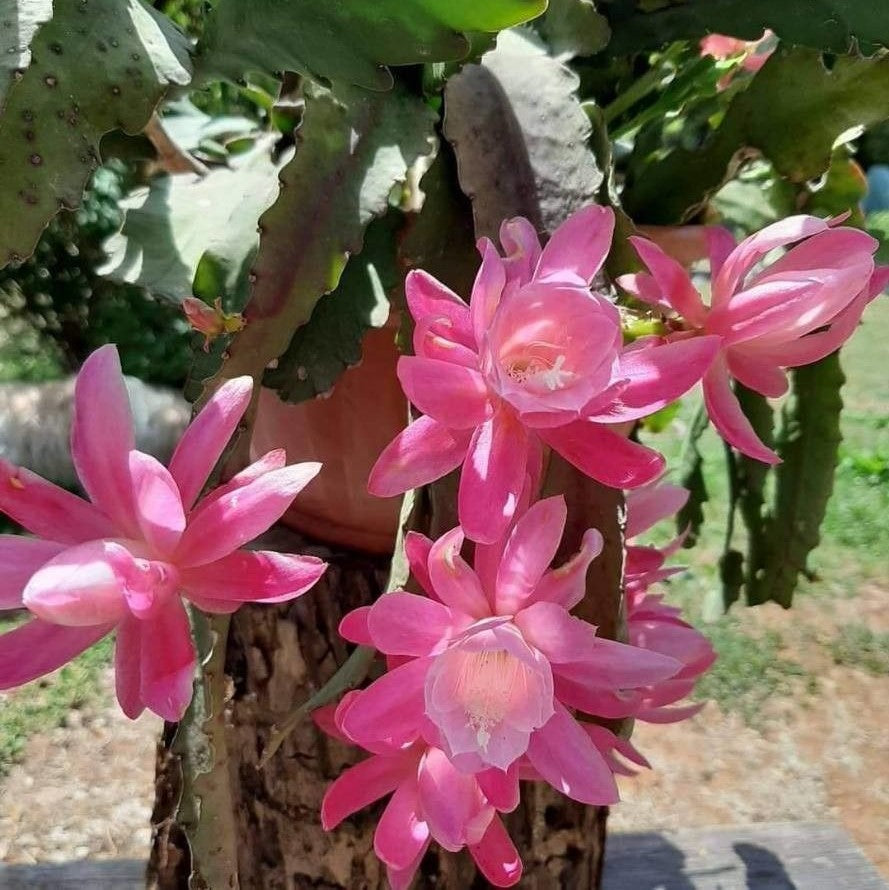  Disocactus Phyllanthoides German Empress Cactus Plant