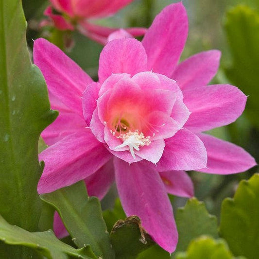  Disocactus Phyllanthoides German Empress Cactus Plant