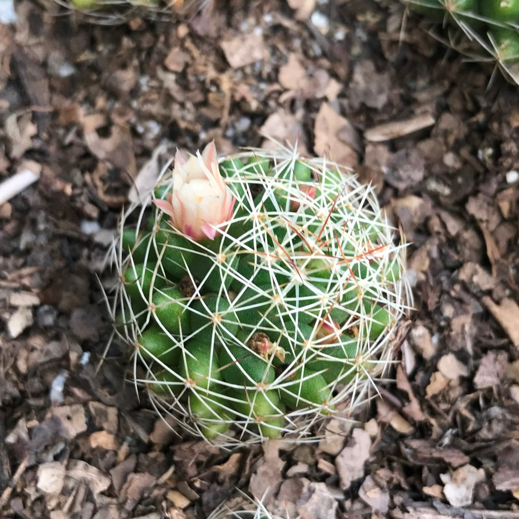  Mammillaria Camptotricha Birds Nest Cactus Plant