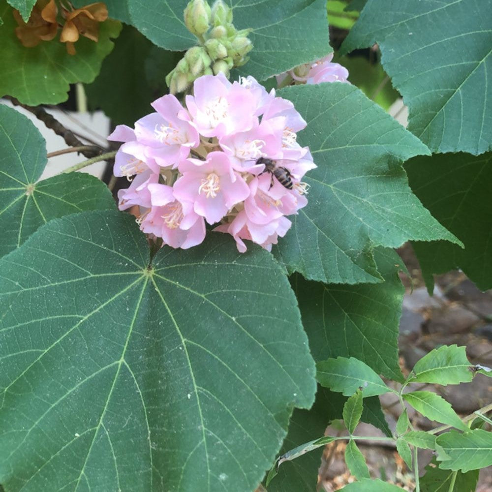  Dombeya Spectabilis Plant