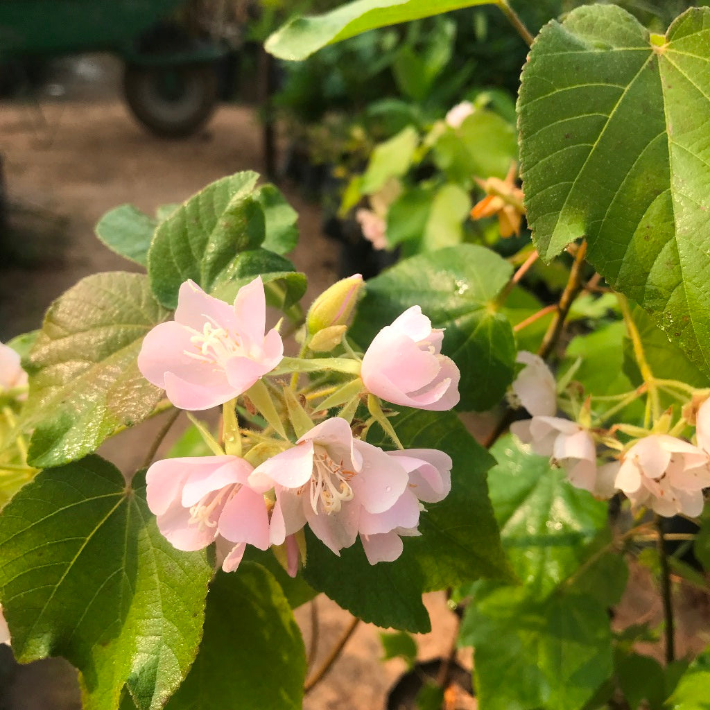  Dombeya Spectabilis Plant