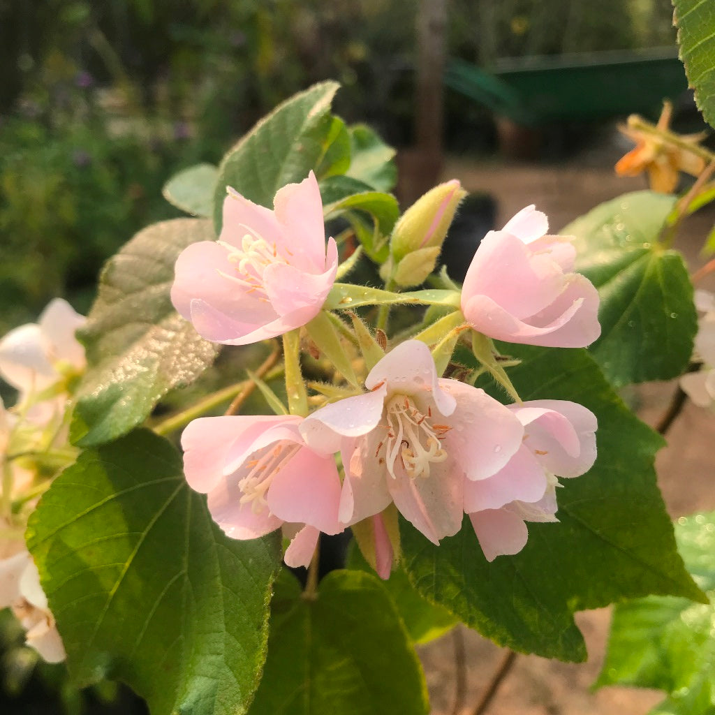  Dombeya Spectabilis Plant