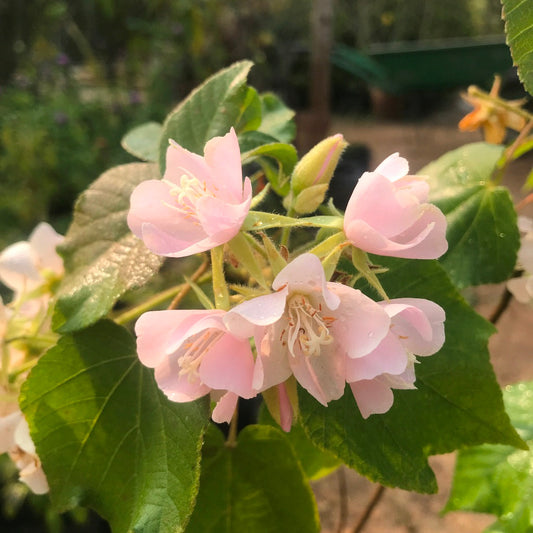  Dombeya Spectabilis Plant