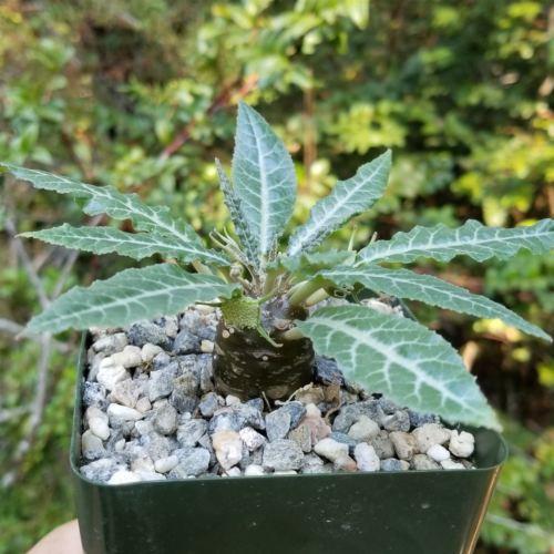  Dorstenia Lancifolia