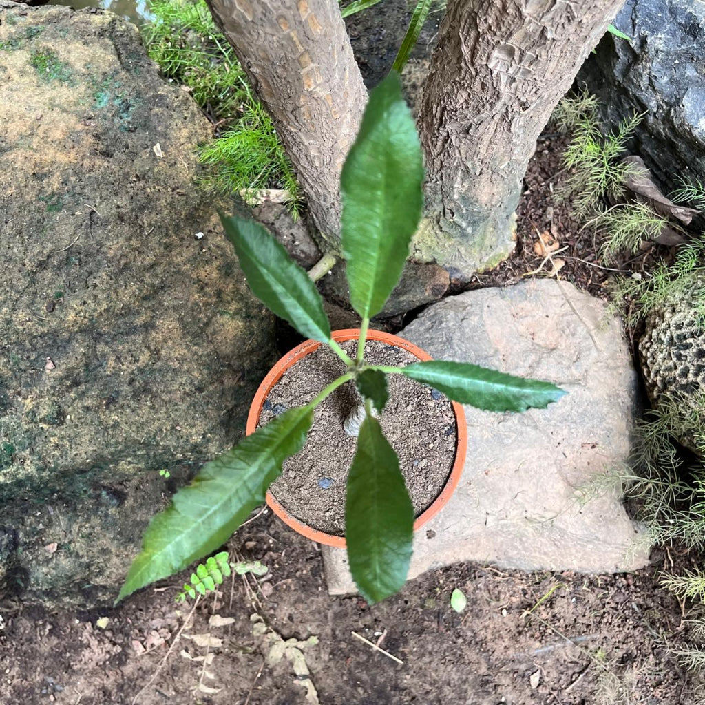  Dorstenia Crispa