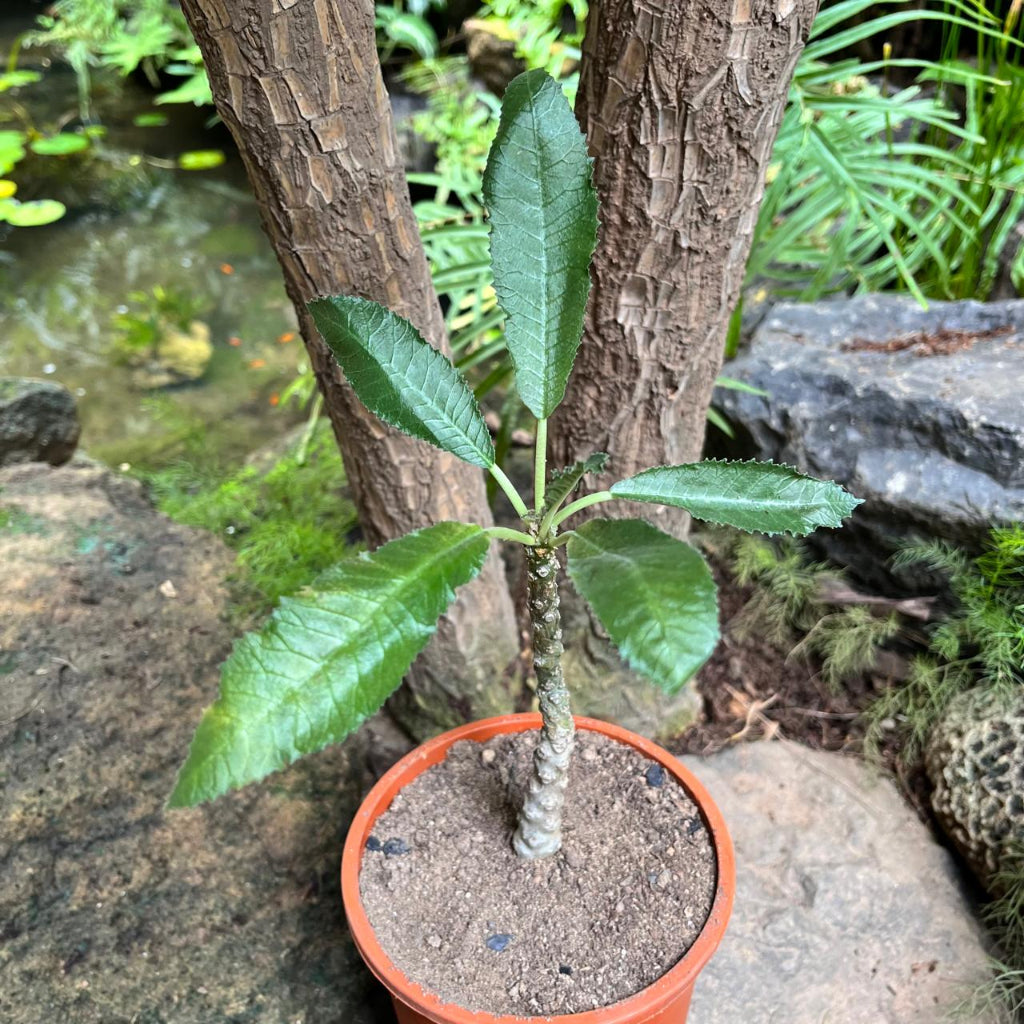  Dorstenia Crispa