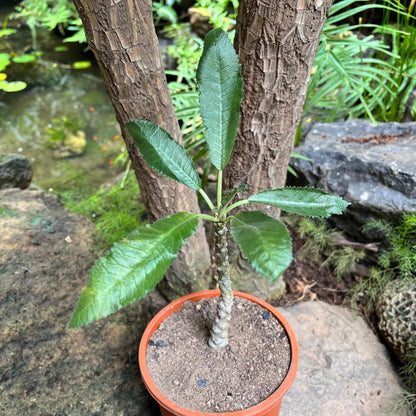  Dorstenia Crispa