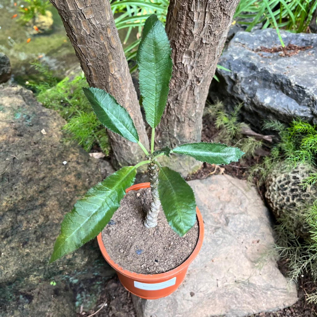 Dorstenia Crispa