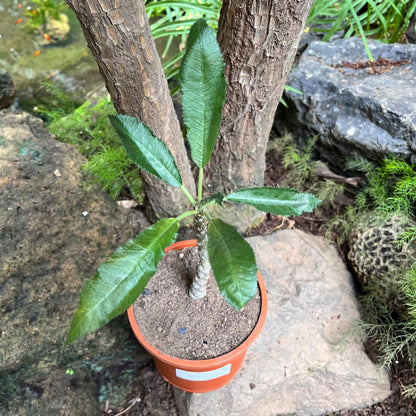  Dorstenia Crispa
