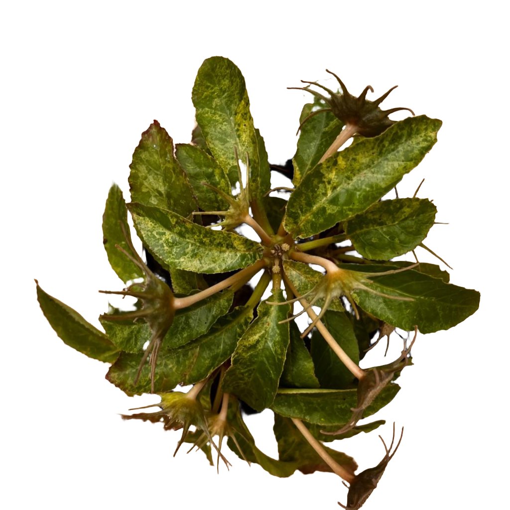  Dorstenia Lavrani Variegated Plant