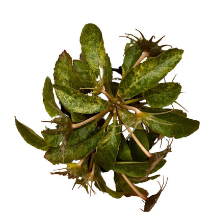  Dorstenia Lavrani Variegated Plant