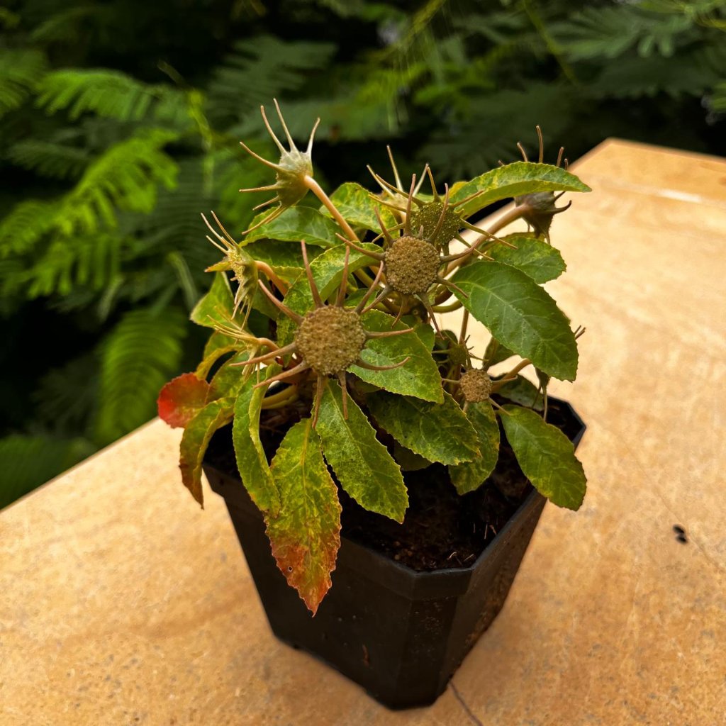  Dorstenia Lavrani Variegated Plant