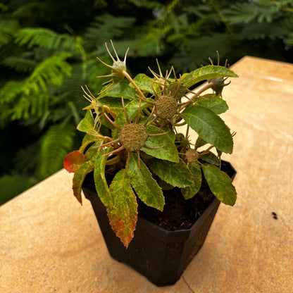  Dorstenia Lavrani Variegated Plant