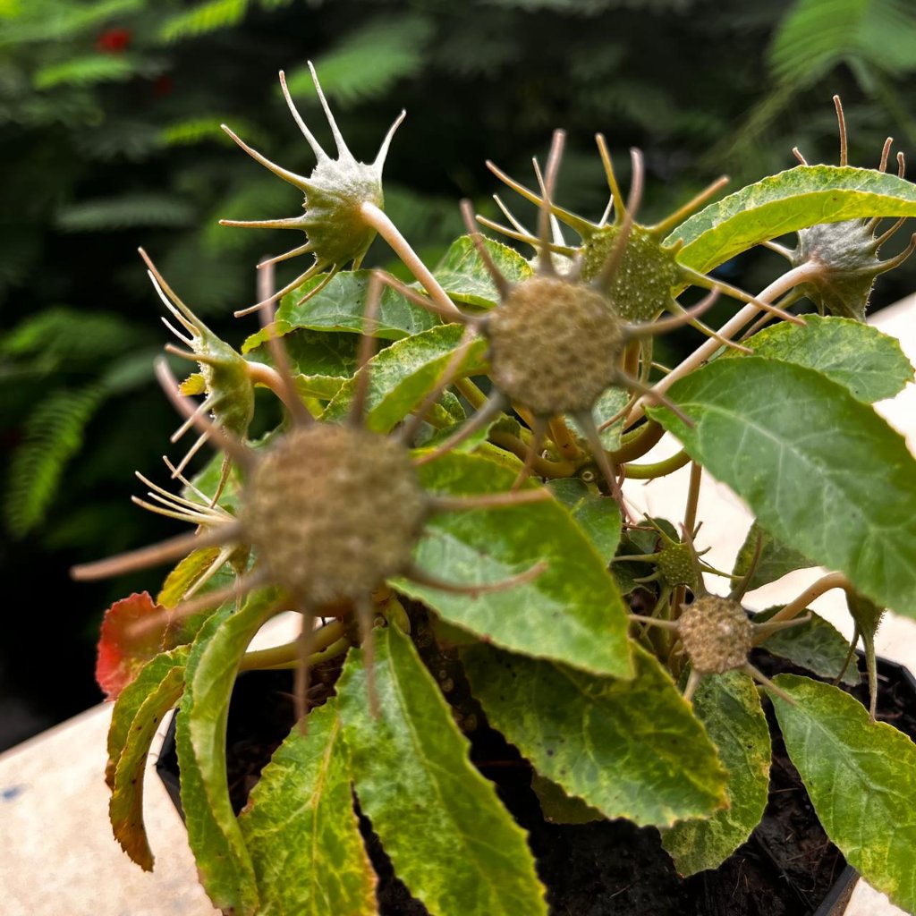  Dorstenia Lavrani Variegated Plant