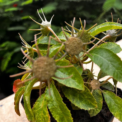  Dorstenia Lavrani Variegated Plant