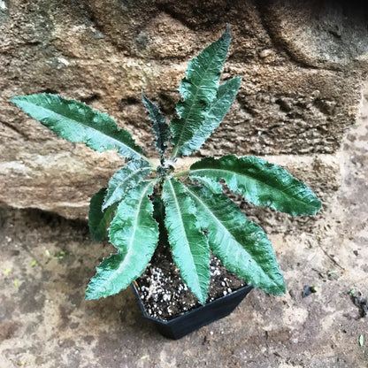  Dorstenia Crispa