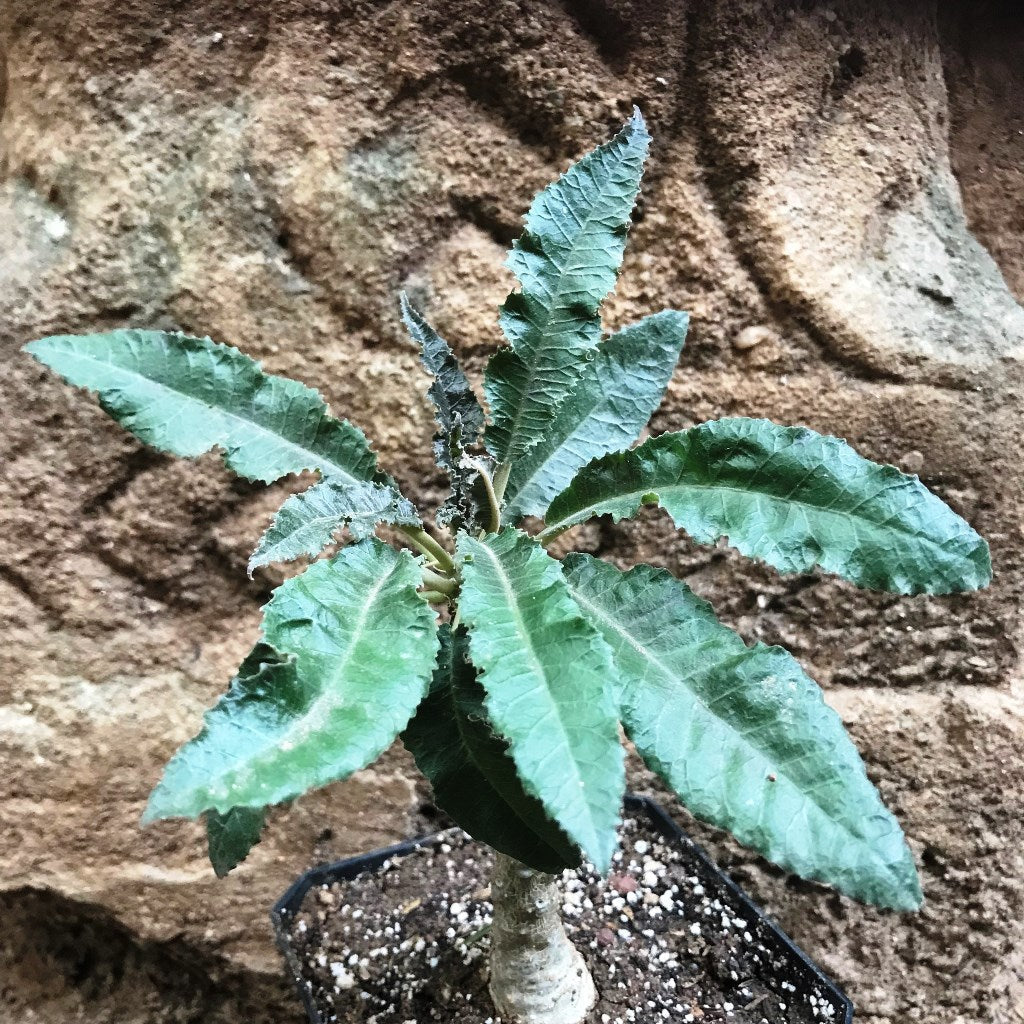  Dorstenia Crispa