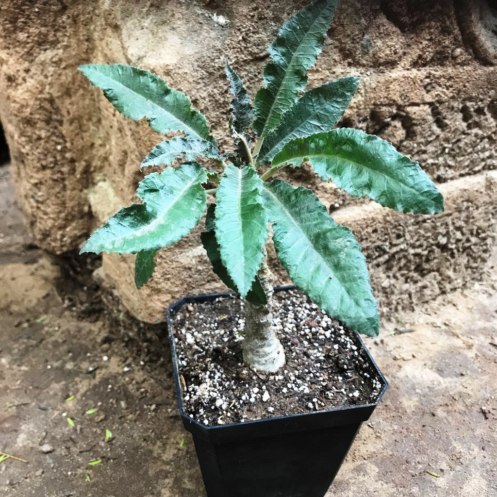  Dorstenia Crispa
